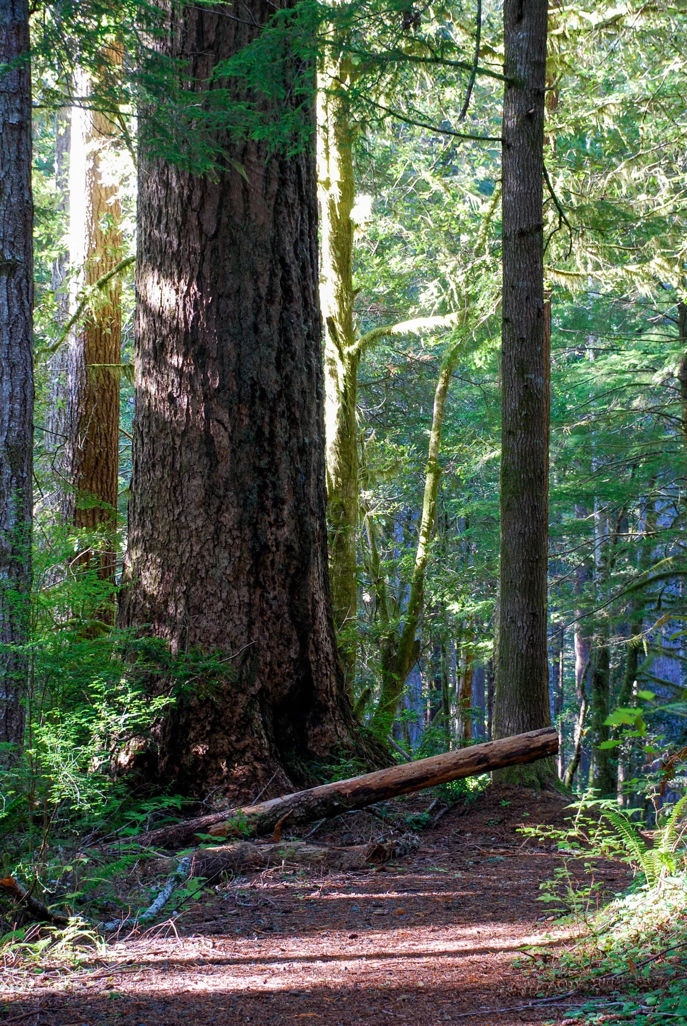 Sunlight through a redwood forest in Oregon